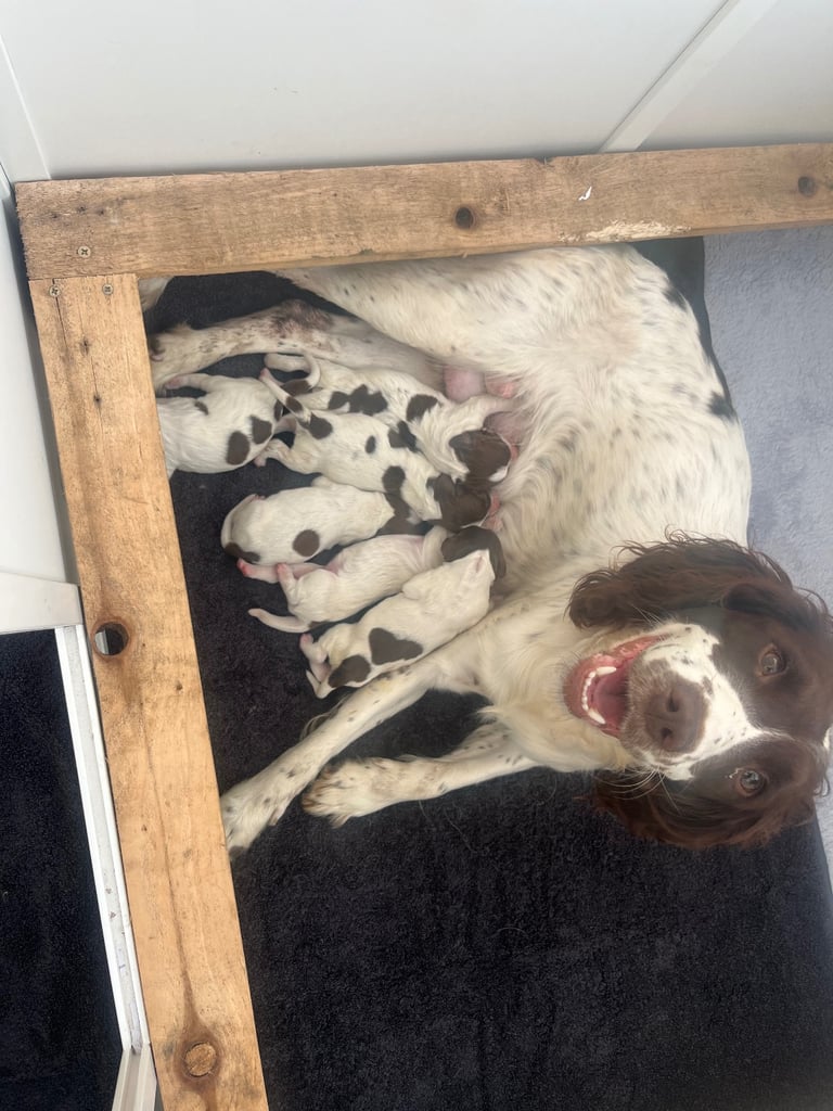 image for English springer spaniel puppies for sale 