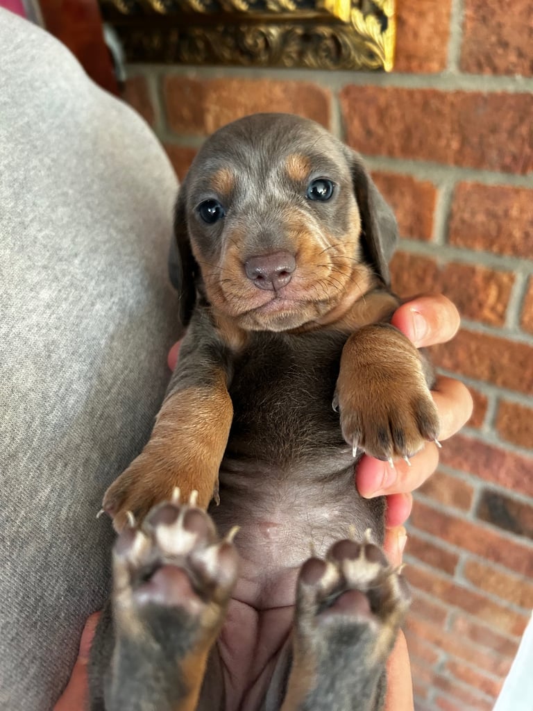 Beautiful Miniature Dachshund Puppies