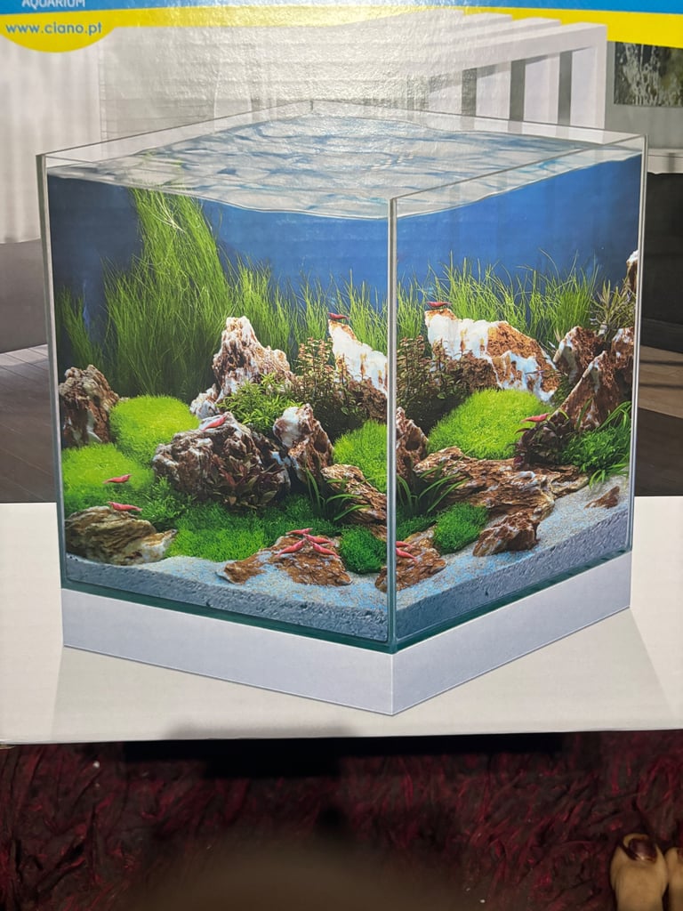 Betta fish with complete equarium 