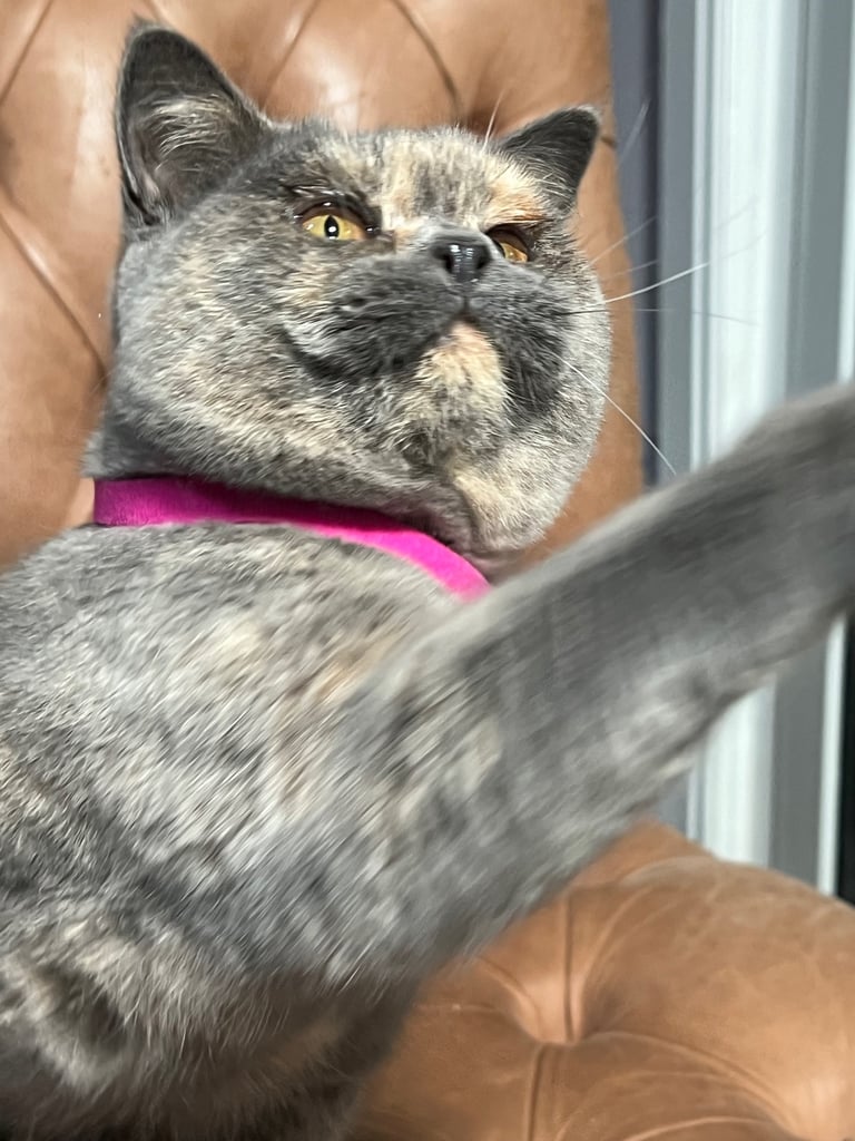 image for British Shorthair & British Longhair Kittens