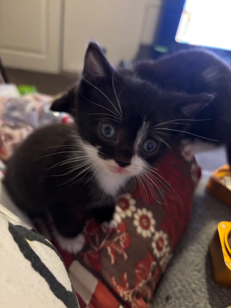 3 kittens for sale!!