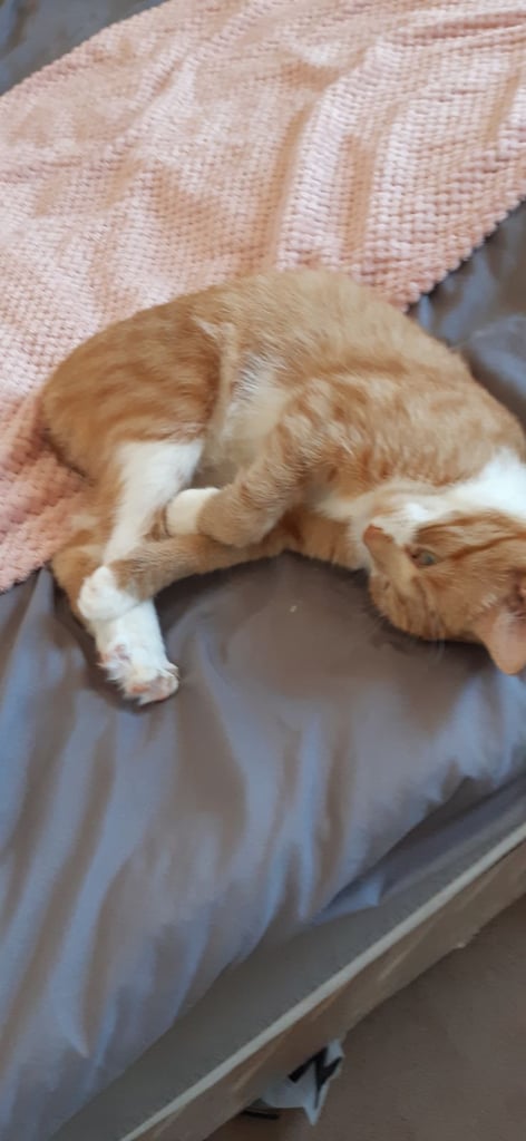 Ginger cat 