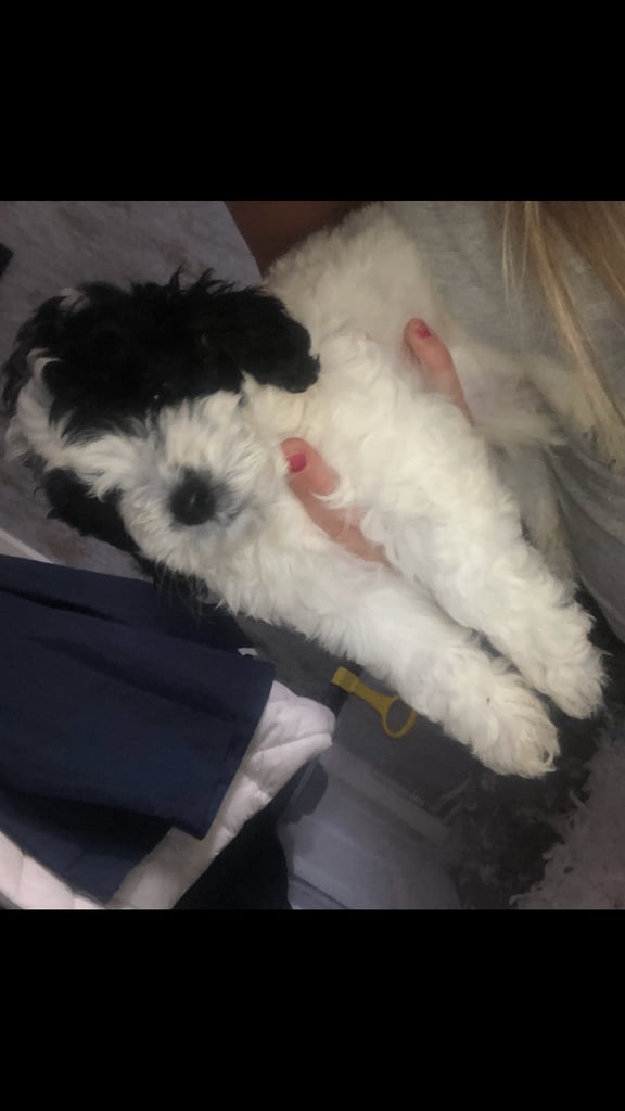 Cockapoos puppies  black and white boy left available 