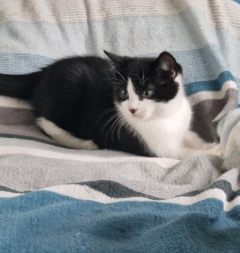 BLACK WHITE KITTEN GIRL 