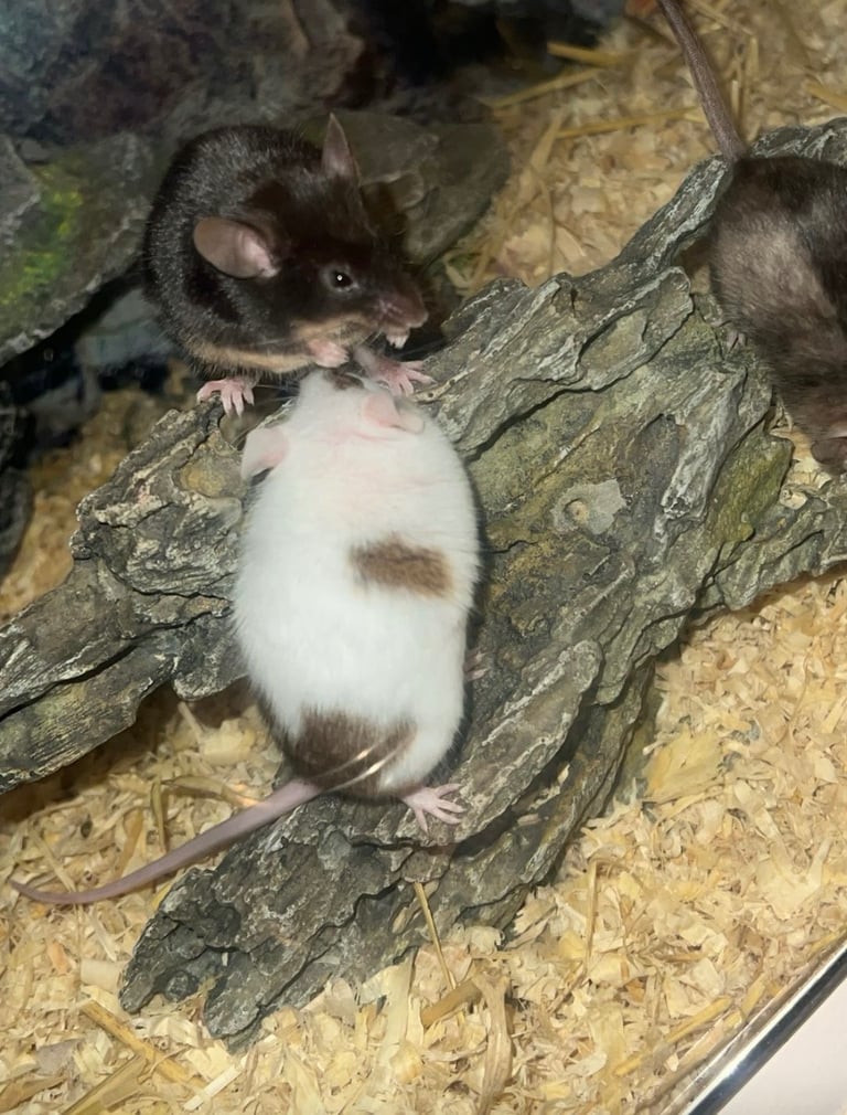 X3 female mice 