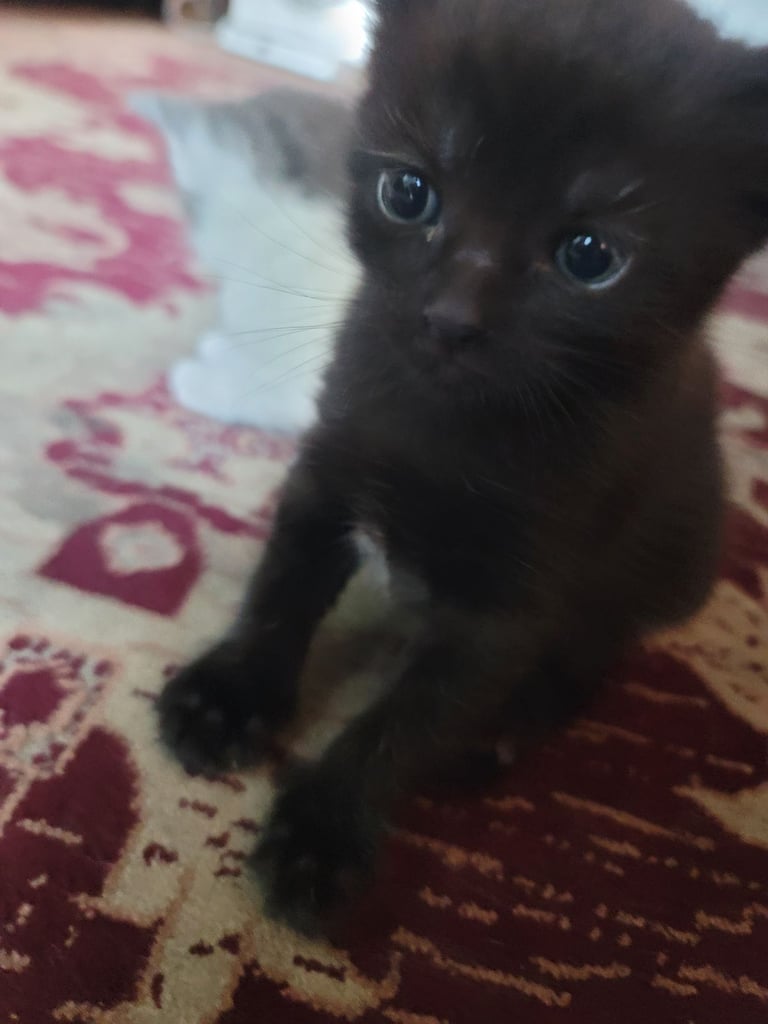 Kittens looking for new home 