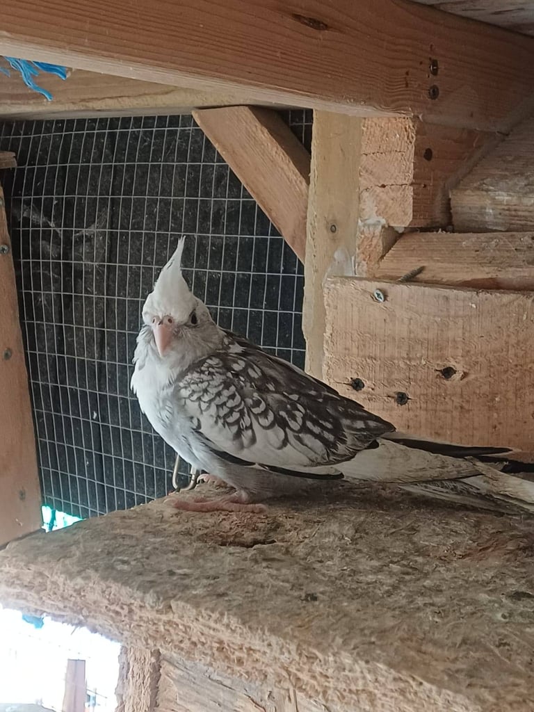 Cockatiels and rainbow budgies