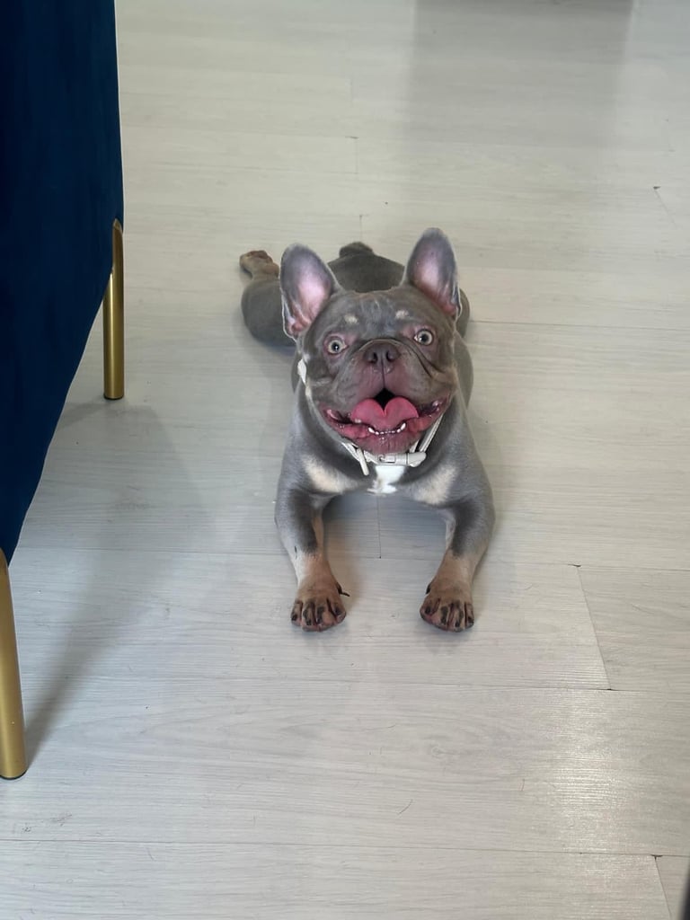 image for Loving French Bulldog – Gucci, 3 Years Old