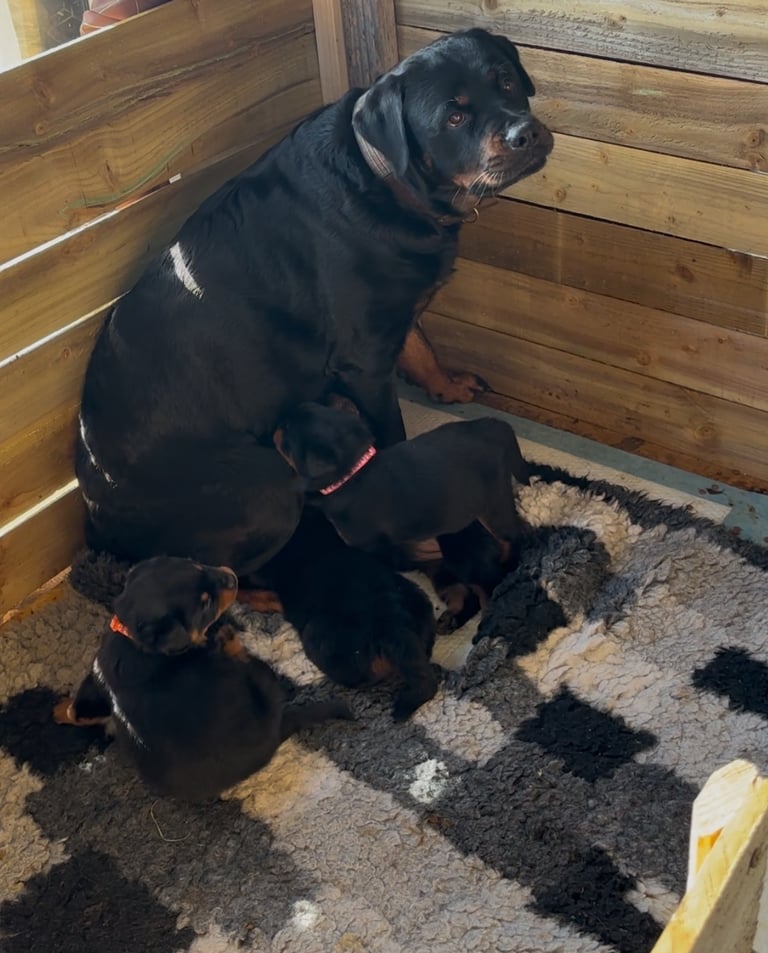 Strong Rottweiler puppies 