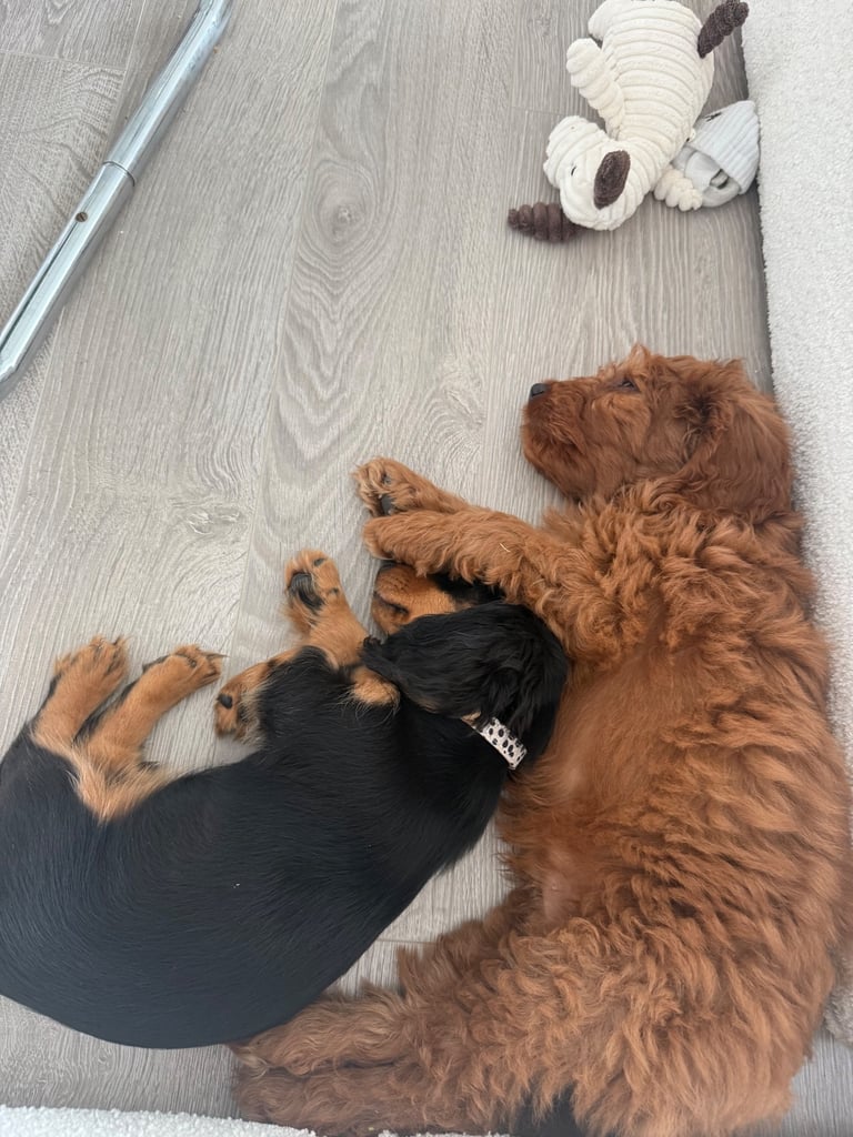 Labradoodle for sale - serious buyers only 