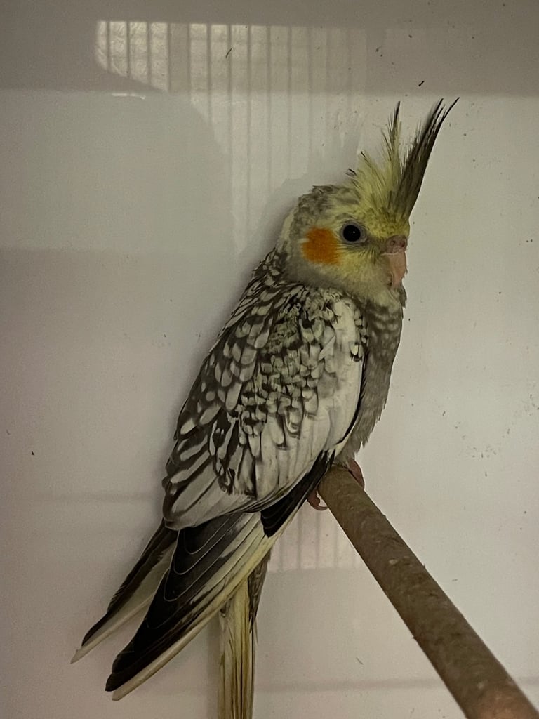 Pearl Cockatiel