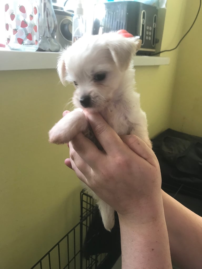 Rare Chi Chi Puppies