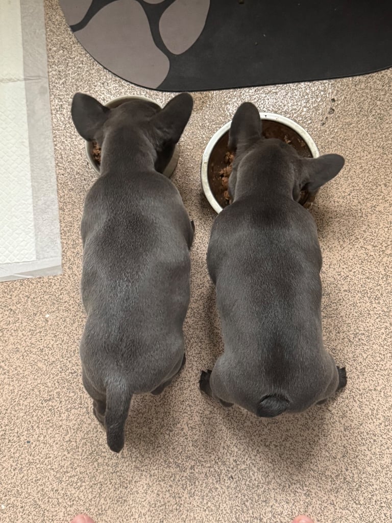 French bulldog puppy