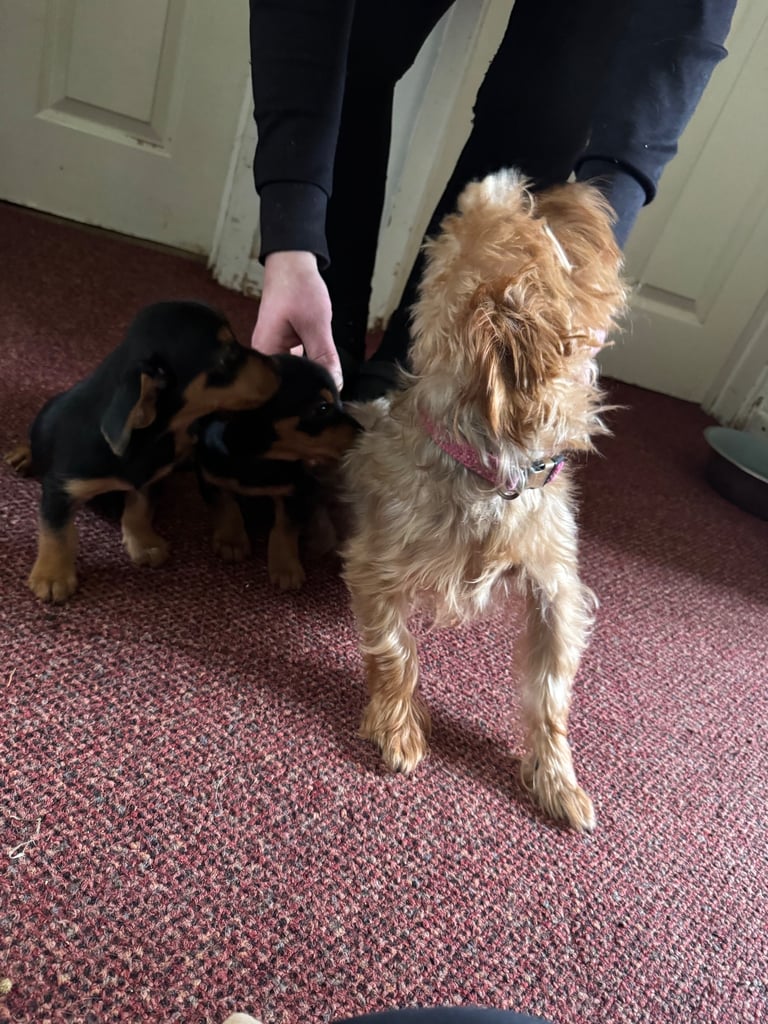 Minituare Yorkie cross dachshund 