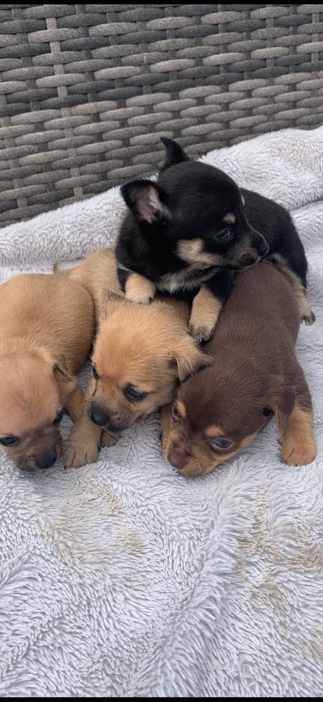 Stunning chihuahua x boys