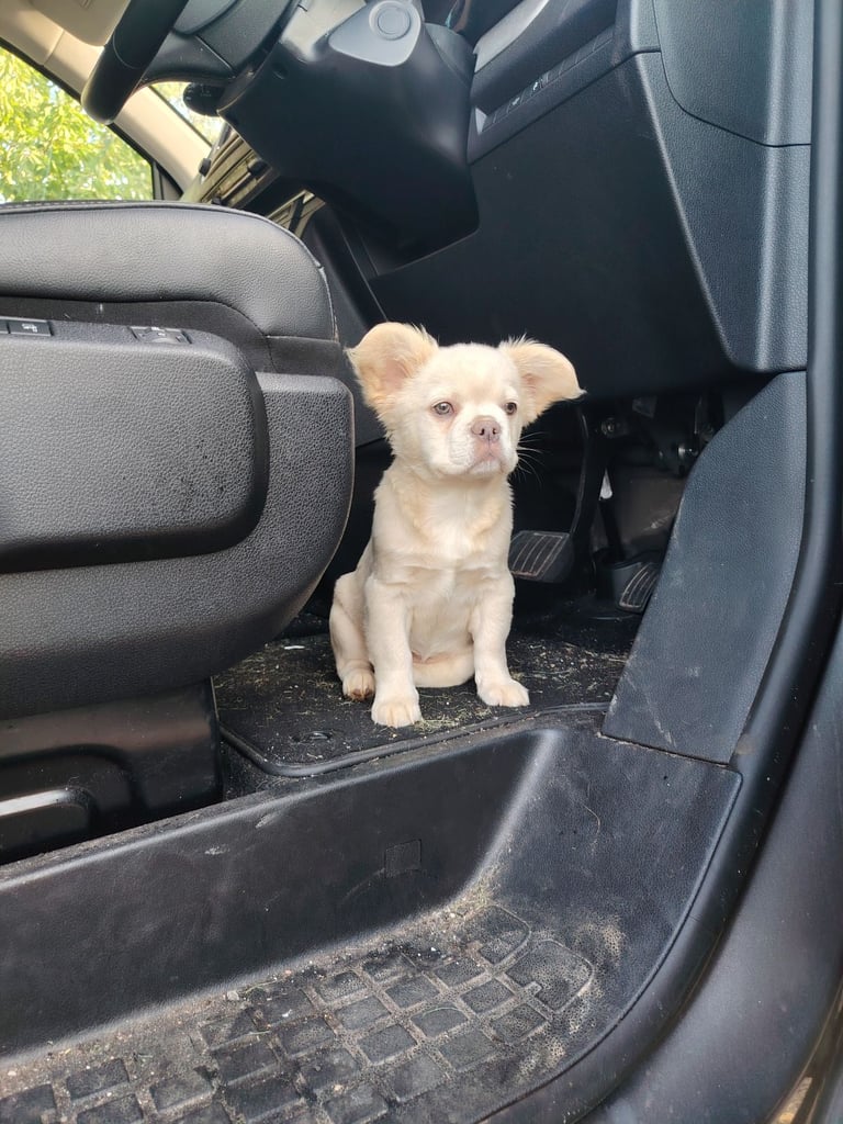 image for Beautiful frenchie pup for sale 