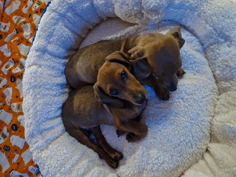 Beautiful full breed dachshund puppys