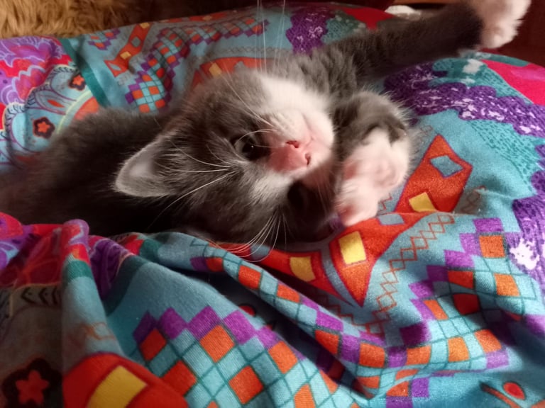 Adorable grey & white kitten - boy