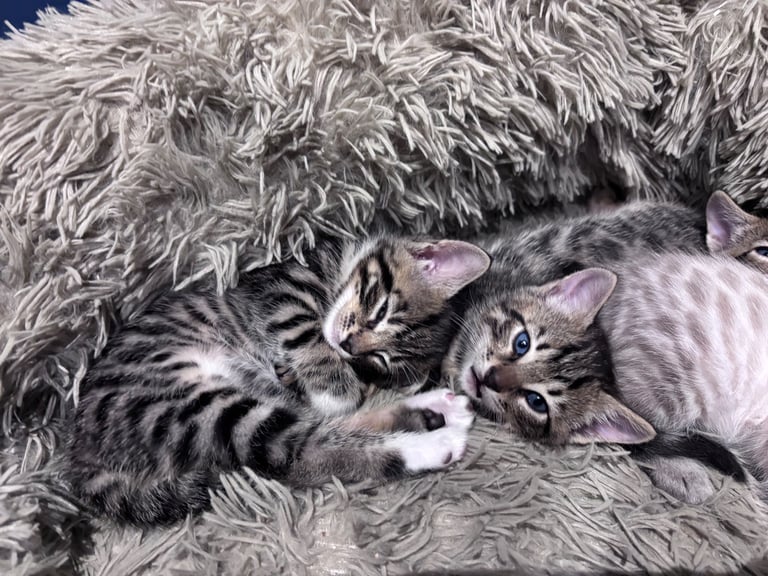 image for Bengal-Cross Male Kitten