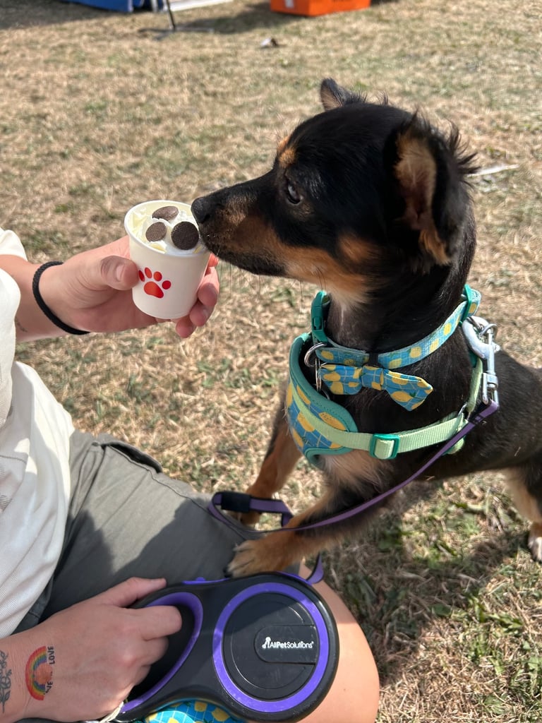 Miniature pinscher male