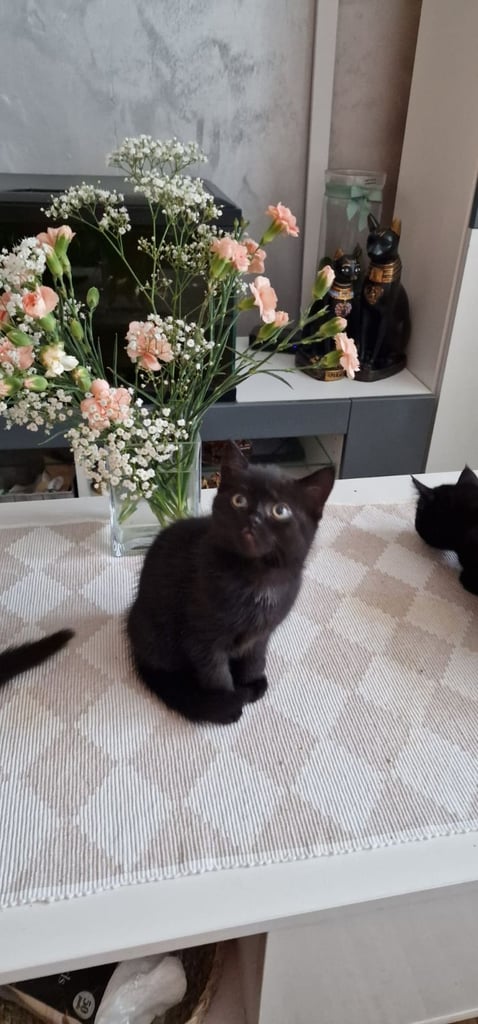 Cute kittens 