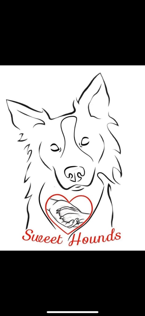 🐾 Reliable Dog Walker in Swindon – Friendly, Trustworthy & Local