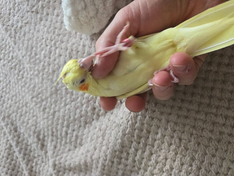 Lutino Cockatiel – Ultra Tame, Hand-Fed, No DNA test, Collection Only