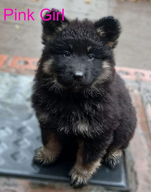 image for READY NOW!! LAST Chunky GSD Pup