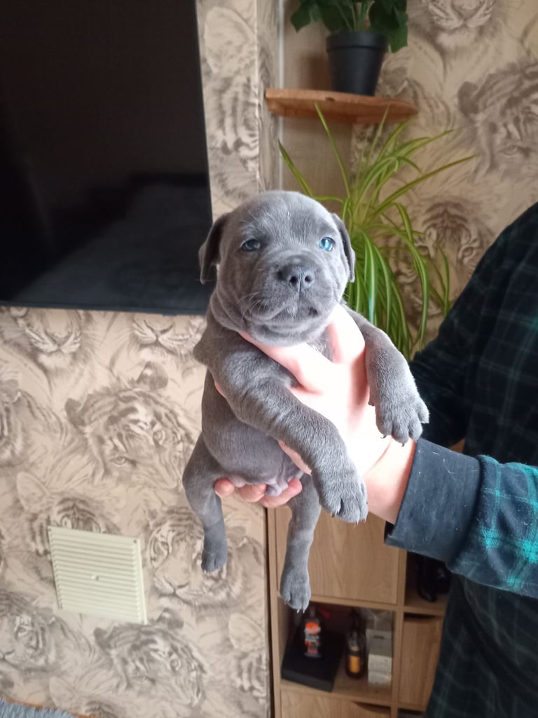 image for KC Registered staffordshire bull terrier blue brindle.  6 puppy left