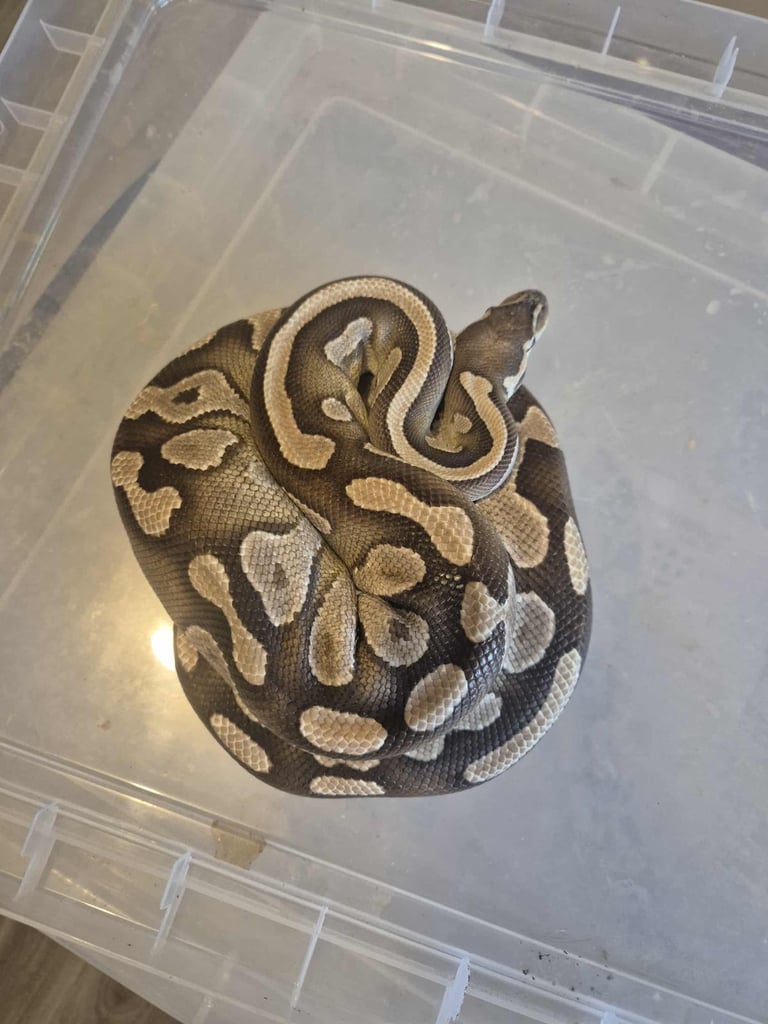 image for Adults Royal Ball Pythons. 