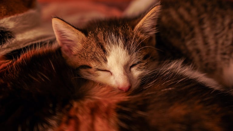 Cute tabby kittens