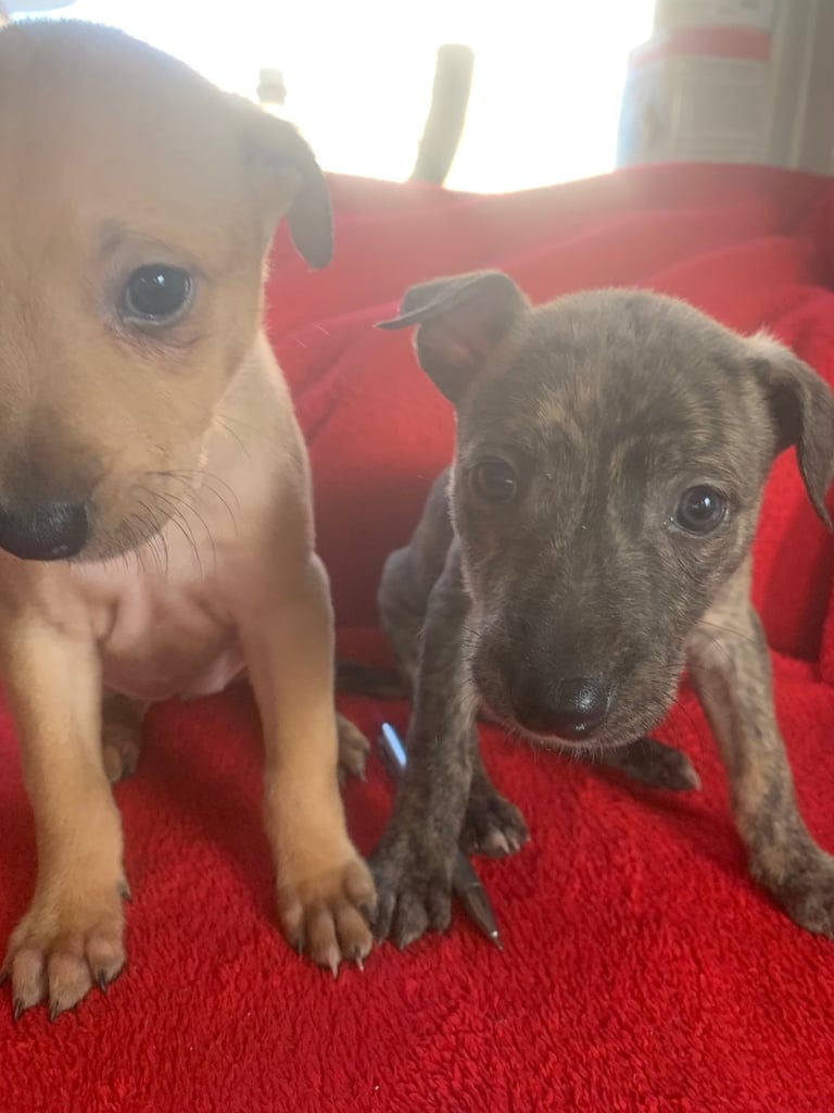 image for Lurcher pups