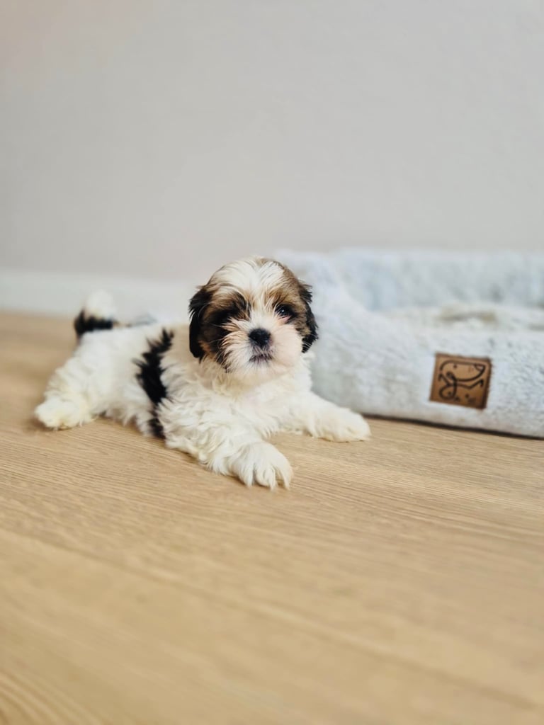 Shihtzu