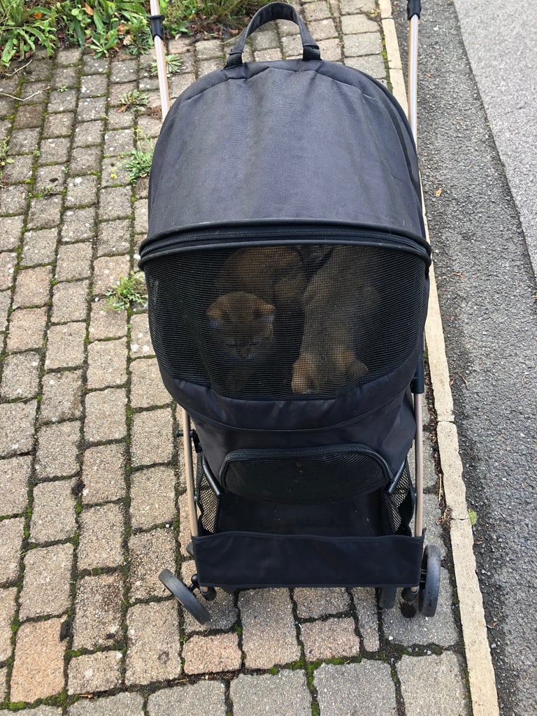 Pair of kittens for SALE