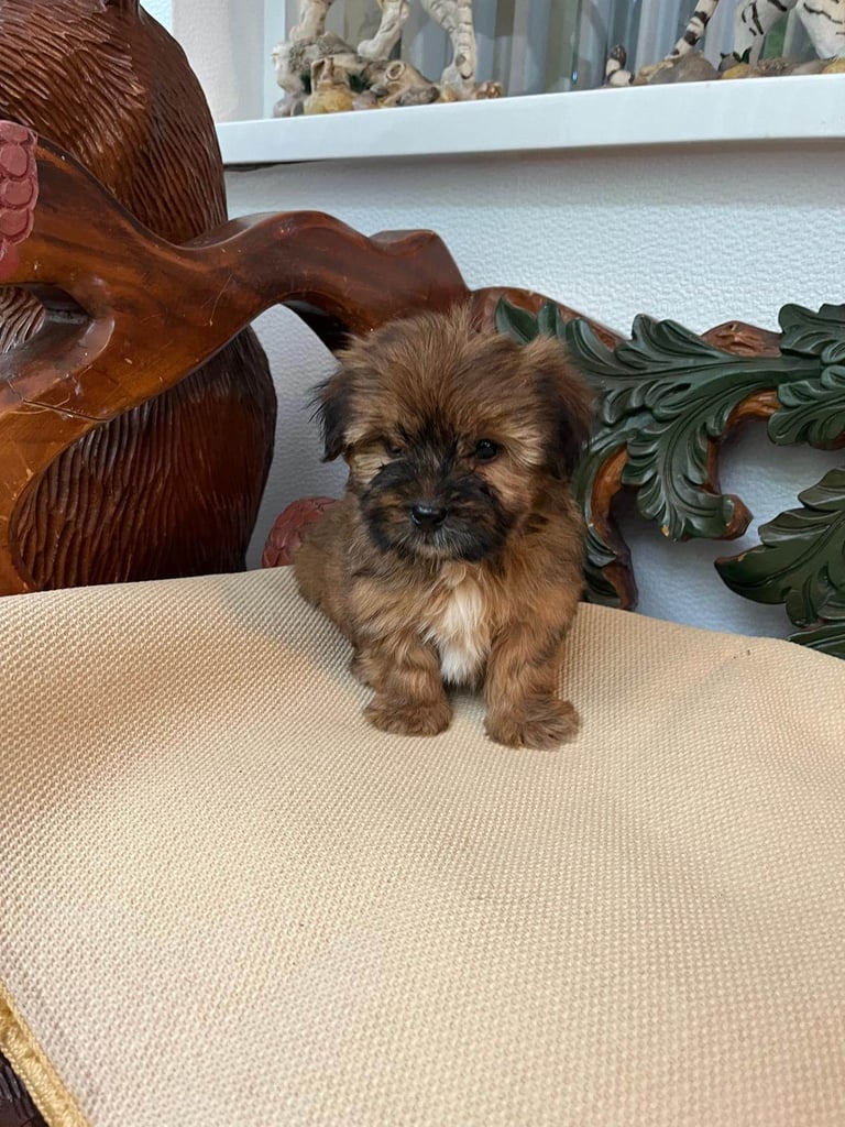 Shih tzu x yorkie