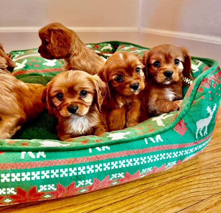 Cavalier King Charles spaniel puppies ready now