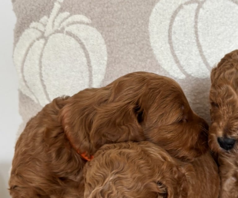 Beautiful f1b cockapoo puppies 