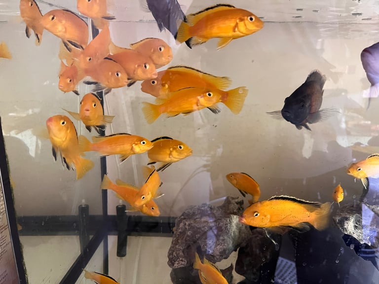 Beautiful Yellow Lab Cichlids – Home-Raised by Experienced Fish Keeper (From £5)