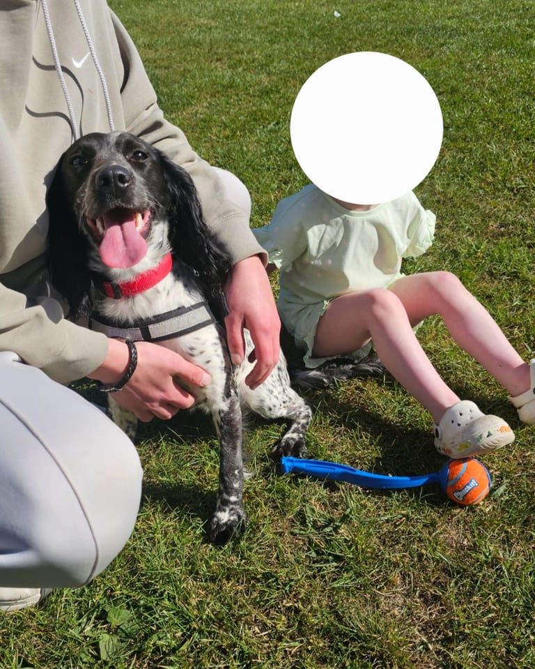 image for Cocker spanial 