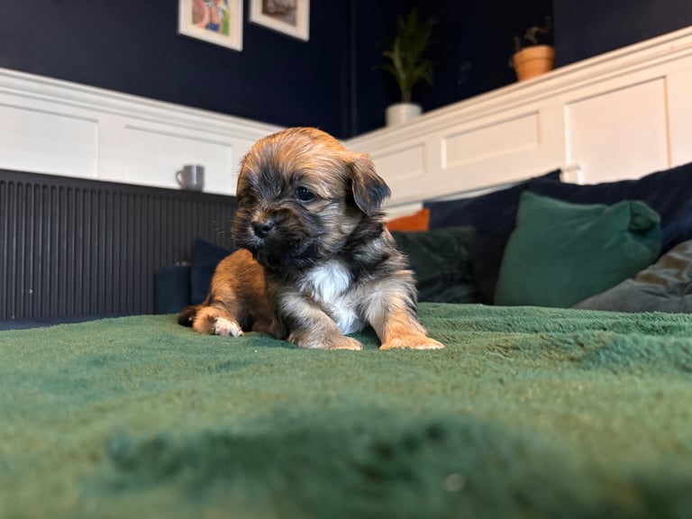 Lhasa poo puppies 
