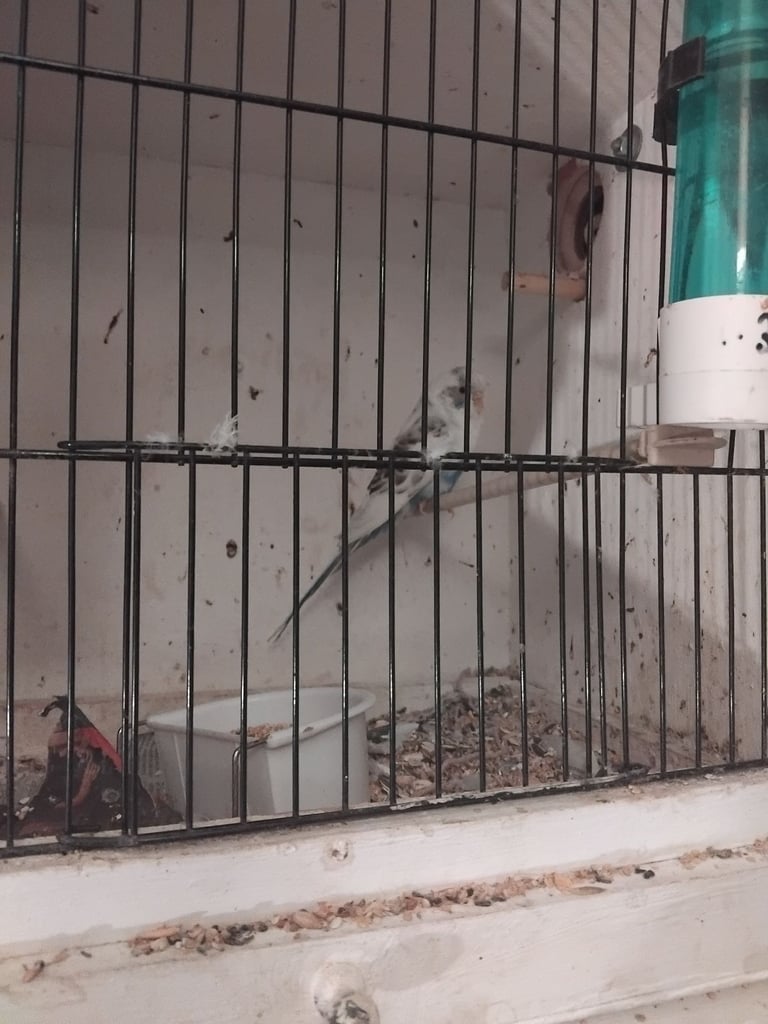 Budgies