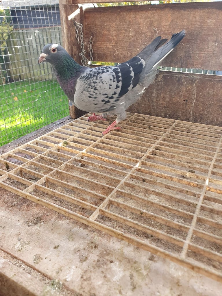 Racing pigeons with pedregrees 