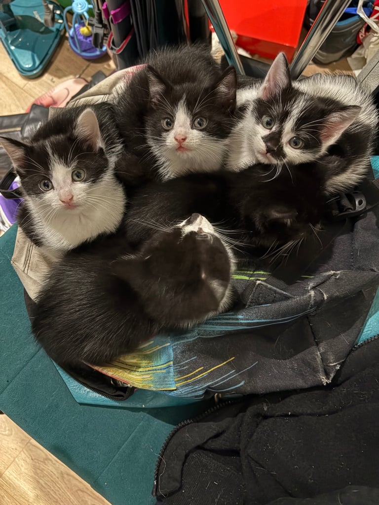 Kittens For Sale