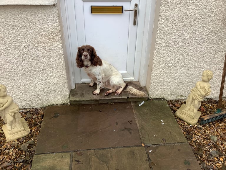 Springer Spaniel ( Girl )