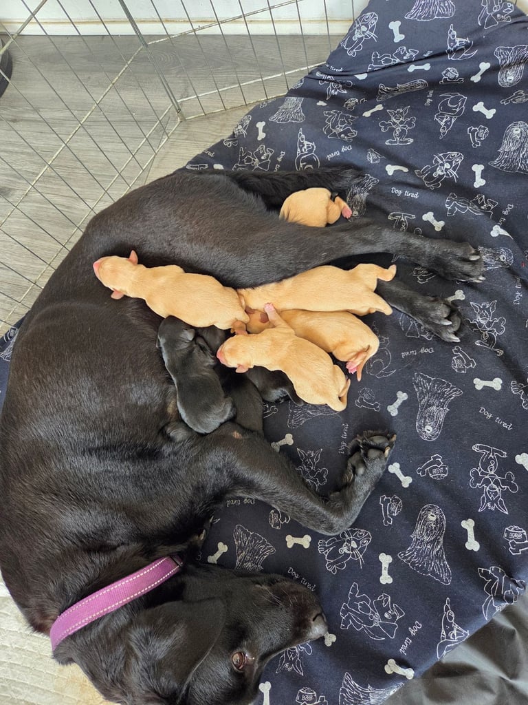 Labrador puppies 