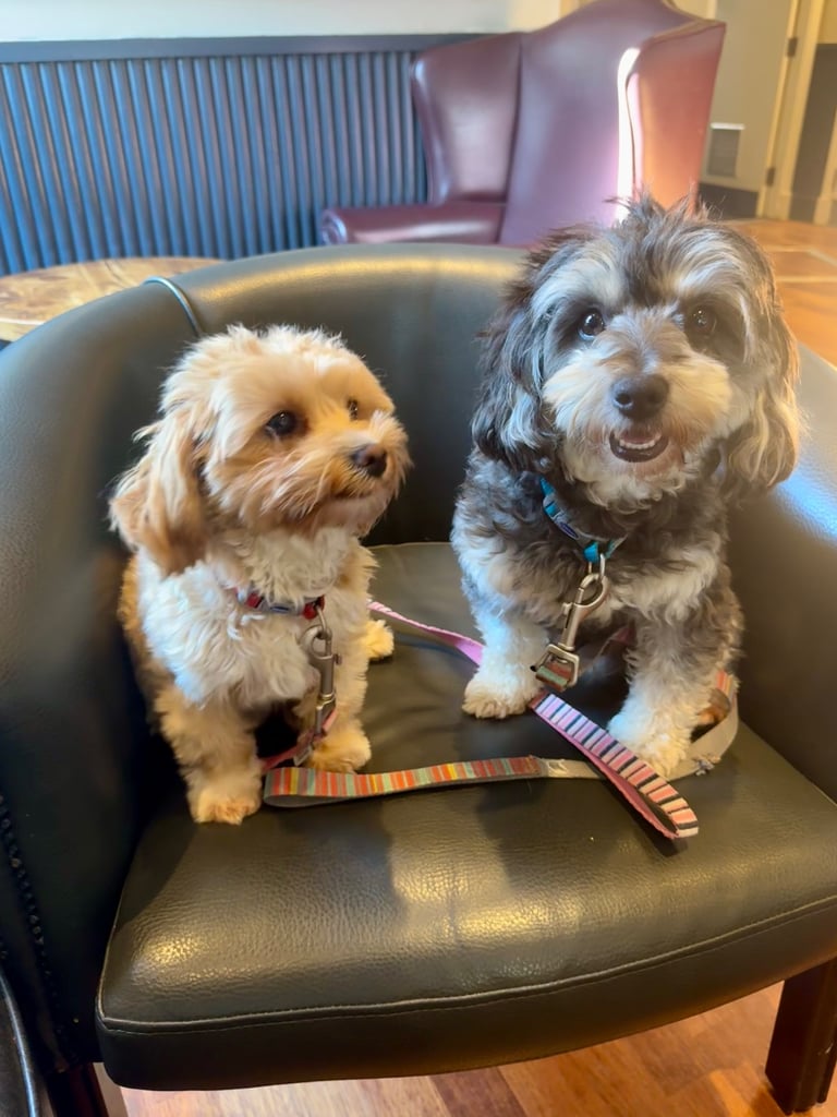 Exquisitely Cute Toy Teddy Maltipoo Puppies