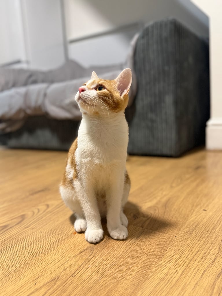 Kittens-cat in Luton, Bedfordshire Cats Kittens for Sale Gumtree