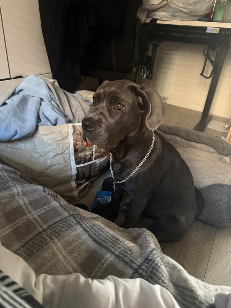 Full Cane corso 