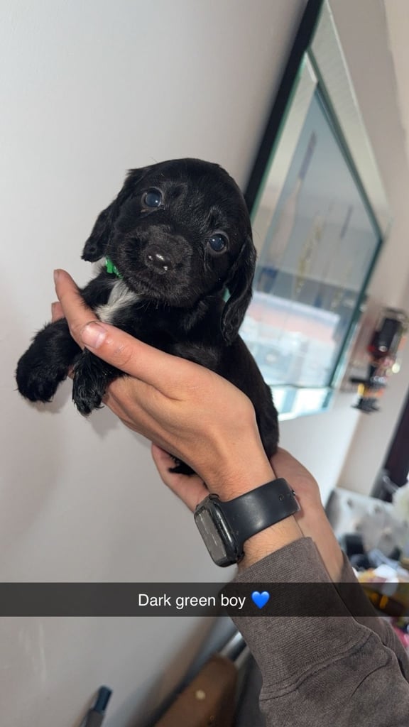 Cocker spaniel puppies 
