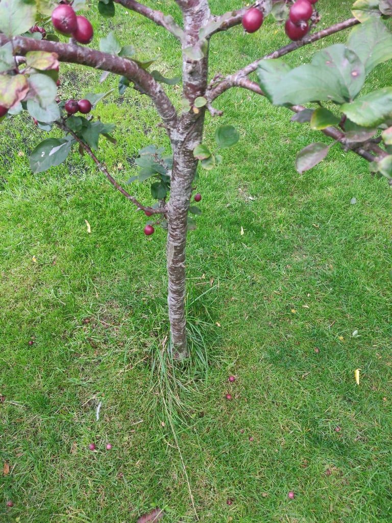 Crab apple tree Harry Baker 